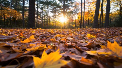 Wall Mural - autumn forest floor with sunlight