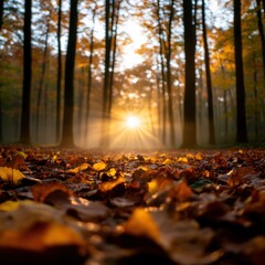 Wall Mural - Sunlight through Trees in Autumn Forest