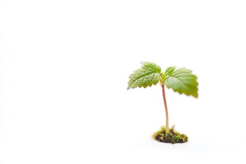 Sticker - A tiny plant sprouts from the earth, representing new life and growth