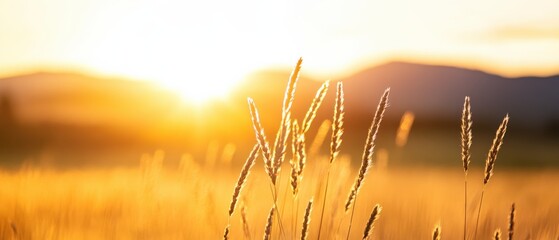 Wall Mural - wheat field at sunset