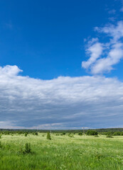 Wall Mural - field of grass with a blue sky in the background