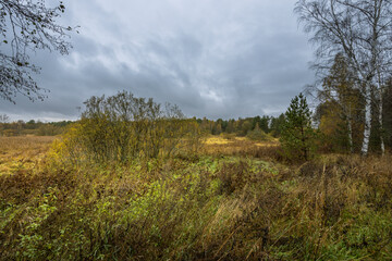 Wall Mural - a field of grass with trees in the background