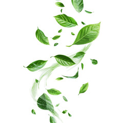 dynamic swirling motion of green leaves isolated against a transparent transparent background, abstr