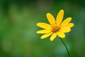 Wall Mural - Close-up shot of a bright yellow flower growing on its stem