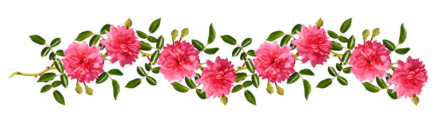 Pink rose flowers with green leaves in a line arrangement isolated on white or transparent background. Horizontal floral pattern.