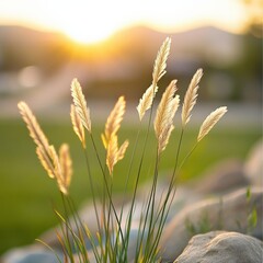 Wall Mural - grass at sunset