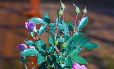 Poster - Water droplets on unopened rose buds