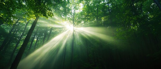 Wall Mural - sunbeams through a forest canopy