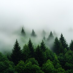 Wall Mural - Misty forest landscape with evergreen trees