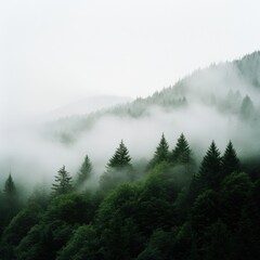 Wall Mural - foggy mountain forest landscape