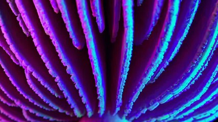 Leinwandbilder - abstract fractal background with colorful lines