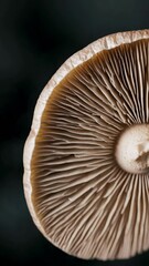 Aufkleber - mushroom on a black background