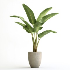 Wall Mural - Indoor potted plant,  tropical aesthetic