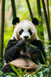 © wolfhound911 - A playful panda munching on bamboo in a bamboo grove. The panda sits on its hind legs, content and relaxed, surrounded by a lush green landscape of tall bamboo stalks.