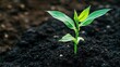 © Matcha_09 - Close-up of a young corn plant emerging from dark soil, tiny leaves reaching towards the sky, symbolizing early agricultural growth.