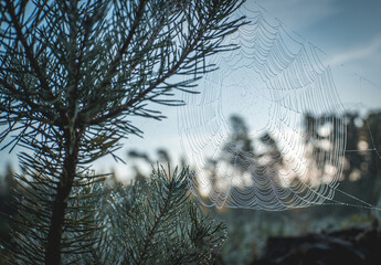 morning dew on the tree