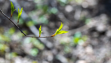 Wall Mural - a close-up of fresh green leaf buds growing on a tree branch