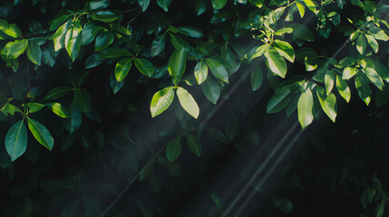 Fototapete - Sunlight streaming through lush green foliage in a serene forest setting