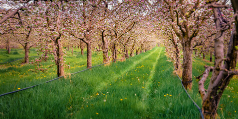 Wall Mural - Panoramic spring view of apple trees garden in outskirts of Bitola town. Astonishing morning scene of North Macedonia, Europe. Beauty of nature concept background.