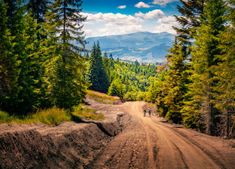 Wall Mural - Two tourists with backpacks on the road between giant fir trees. Picturesque summer view of Carpathian mountains with dirty road, Ukraine, Europe. Active tourism concept background.