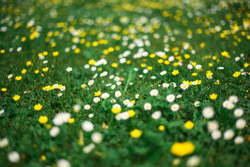 Wall Mural - Fresh white and yellow flowers in a blooming spring forest. Close-up of a wildflower-covered meadow