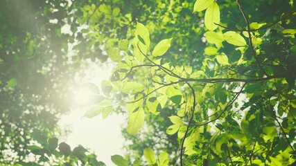 Wall Mural - B roll - Green leaves forest in spring morning sunlight, Bright green trees leaves sway in wind, Sun rays break through fresh foliage branch. Bokeh background. Sun shining.