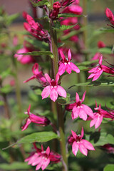 Wall Mural - Macro image of pink Lobelia blooms, Derbyshire England
