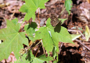 Wall Mural - Speckled Wood butterfly perched on leaves, Derbyshire England
