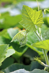 Wall Mural - Sunlit Squash leaves unfurling in early summer, Derbyshire England
