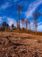 Wall Mural - Abholzung im Mischwald