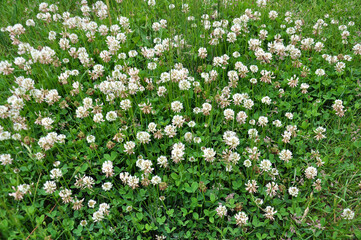 Wall Mural - White creeping (Trifolium repens) clover grows in nature