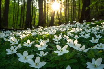 Canvas Print - Sunlit forest glade with blooming white flowers and vibrant green foliage