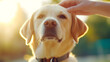 © lena - A loving hand gently pets a golden retriever as sunlight bathes the serene outdoor space
