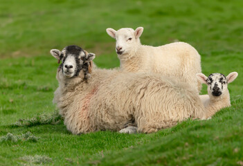 Wall Mural - swaledale ewe, a mother sheep lying down in green meadow with her two young lambs in springtime, fac