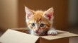 © Sergey Fox - cute kitty looks out of the box
