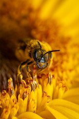 Macroshot of a bee collecting pollen of a sunflower
