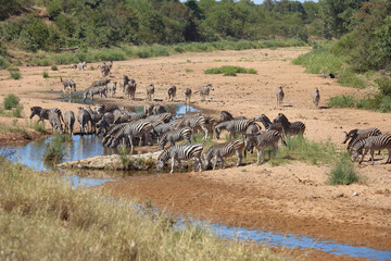 Wall Mural - Steppenzebra im Tsendze River/ Burchell's zebra in Tsendze River / Equus quagga burchellii