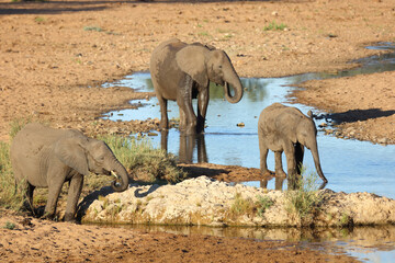 Wall Mural - Afrikanischer Elefant / African elephant / Loxodonta africana