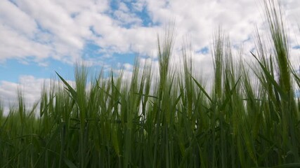 Wall Mural - Wheat sprouts thrive in a lush winter field, reaching upward towards a bright sky filled with clouds and showcasing nature's resilience.