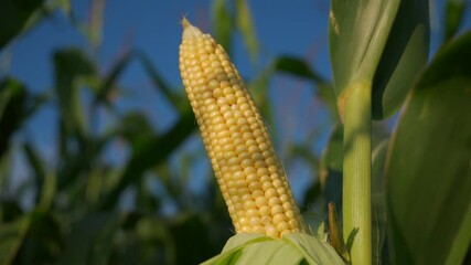 Wall Mural - Wander through a lush cornfield showcasing ripe corn cobs and leafy green plants under a clear blue sky.