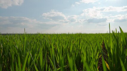 Wall Mural - Green wheat sprouts flourish in a rural field, showcasing the refreshing growth of nature during wintertime under a vibrant sky.