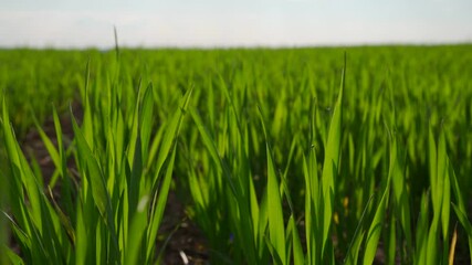 Wall Mural - Wheat sprouts are emerging vibrantly in a winter field, showcasing rich green growth stretching towards the sun.