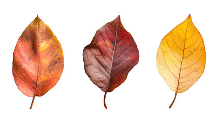 Leinwandbilder - Colorful autumn leaves isolated on transparent background, showing the beautiful transition of fall colors
