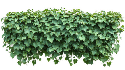 Poster - Dense green foliage creating natural verdant wall, perfect for graphic design with transparent backdrop