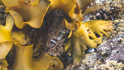 Wall Mural - New zealand beach ocean water seaweed shells rocks beachcombing details