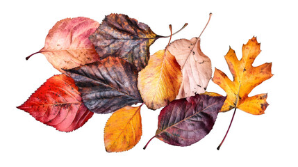 Leinwandbilder - Fallen autumn leaves with vibrant fall colors isolated on transparent background, perfect for seasonal designs
