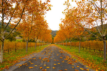 hdr fall driveway & winery