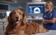 © MMerellinn - A veterinarian is getting a happy golden retriever ready for an MRI scan. The caring environment is designed for animal healthcare and diagnostic imaging, focusing on the dog's well-being
