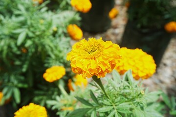 Naklejka na meble A vibrant yellow marigold flower in full bloom, standing out against a rocky background. Perfect for nature lovers, floral designs, and gardening inspiration.