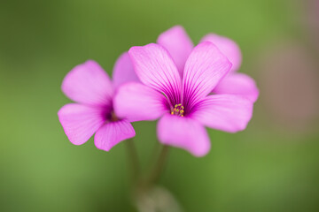 oxalis